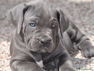 Cane Corso perros en Alicante - Anuncio 7