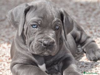 Cane Corso perros IMPRESIONANTES CANE CORSO BLUE en Alicante - Anuncio 3
