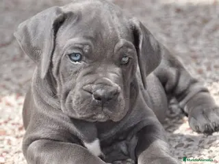 Cane Corso perros IMPRESIONANTES CANE CORSO BLUE en Alicante - Anuncio 5