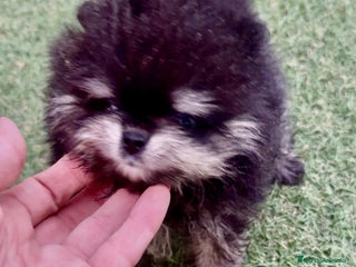 Pomerania perros - Anuncio 32