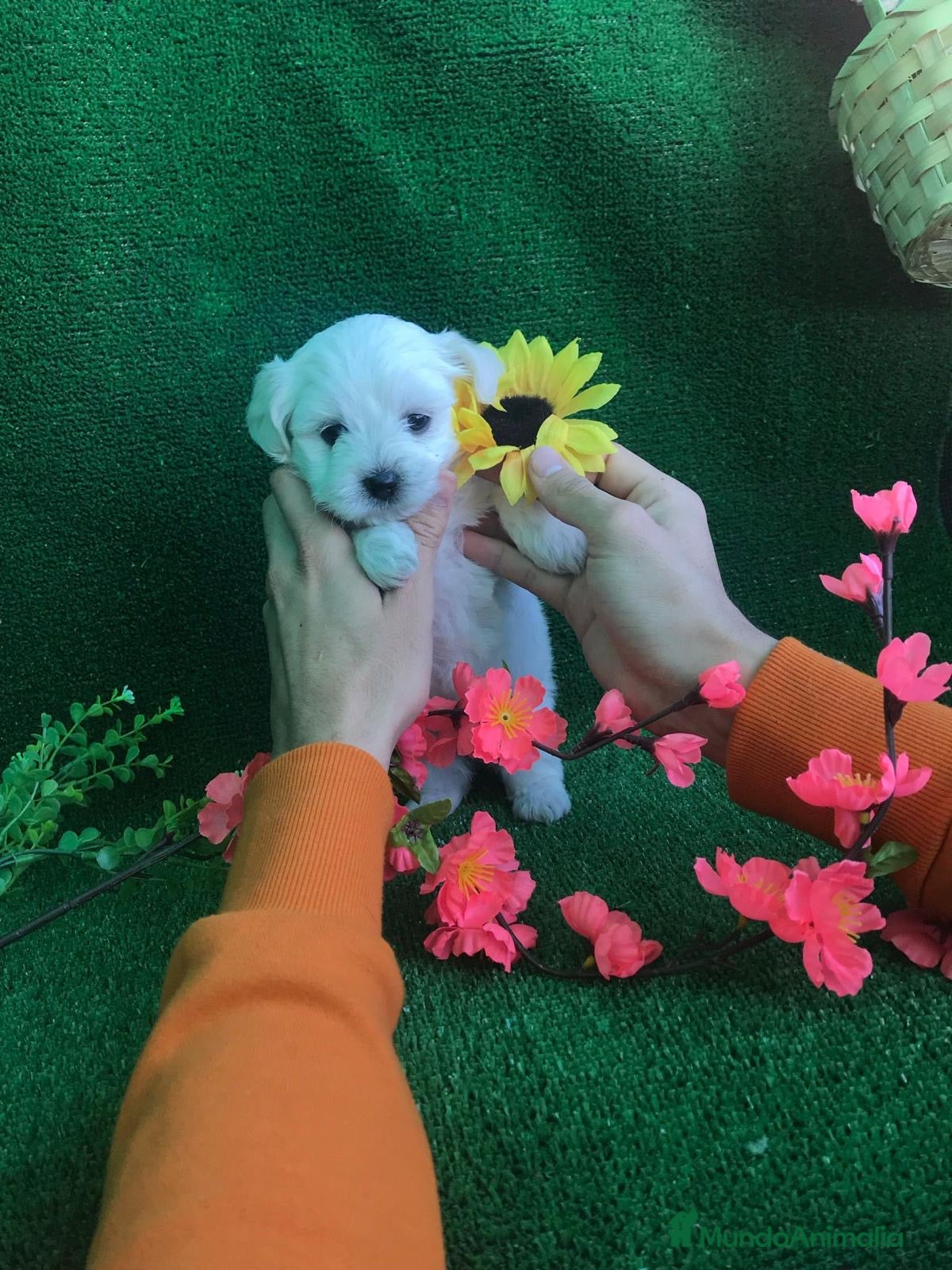 Bichón Maltés perros BICHON MALTÉS /// CACHORROS !!!! en Badajoz - Anuncio 22