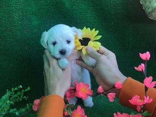Bichón Maltés perros BICHON MALTÉS /// CACHORROS !!!! en Badajoz - Anuncio 21