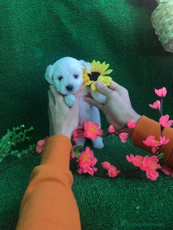 Bichón Maltés perros BICHON MALTÉS /// CACHORROS !!!! en Badajoz - Anuncio 3