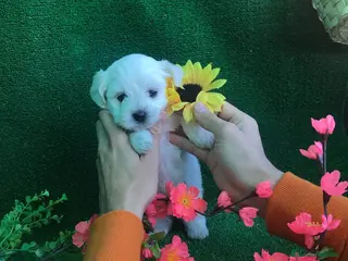 Bichón Maltés perros BICHON MALTÉS /// CACHORROS !!!! en Badajoz - Anuncio 2