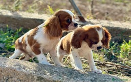Cavalier King Charles Spaniel perros en venta: Cavaller king  - Imagen 4