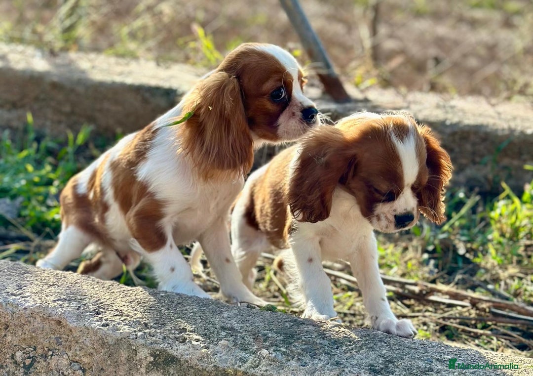 Cavalier King Charles Spaniel perros en venta: Cavaller king  - Imagen 4