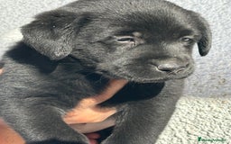 Labrador Retriever perros en venta: LABRADORES RETRIEVER - Imagen 6