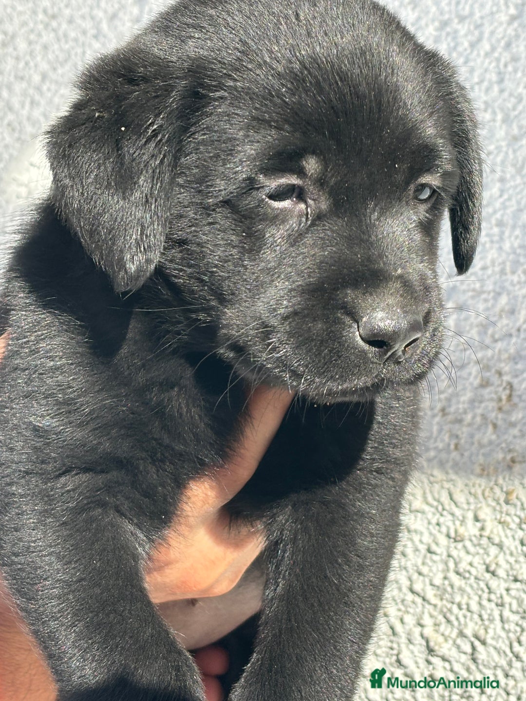 Labrador Retriever perros en venta: LABRADORES RETRIEVER - Imagen 6