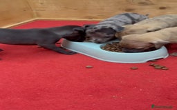 Pequeño Lebrel Italiano perros en venta: Galgo italiano  - Imagen 3