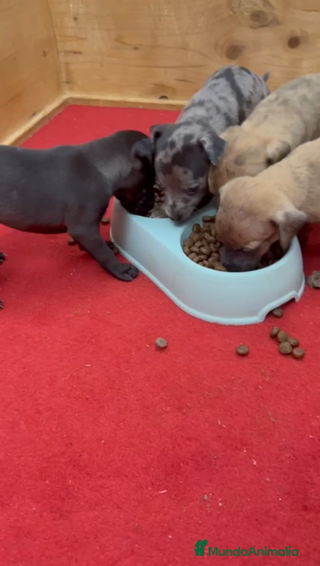 Pequeño Lebrel Italiano perros en venta: Galgo italiano  - Imagen 3