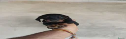 Teckel Miniatura perros en venta: Cachorros teckel miniatura  - Anuncio 3