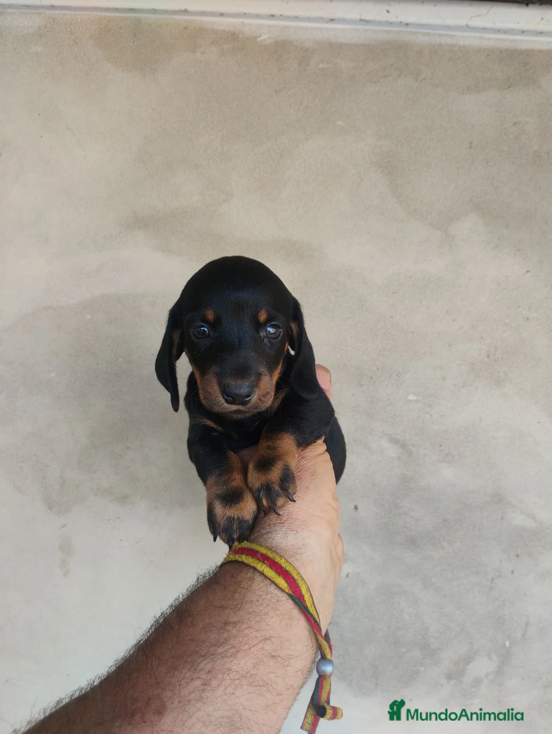 Teckel Miniatura perros en venta: Cachorros teckel miniatura  - Anuncio 3