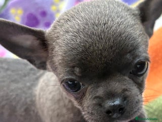Chihuahua perros - Anuncio 20
