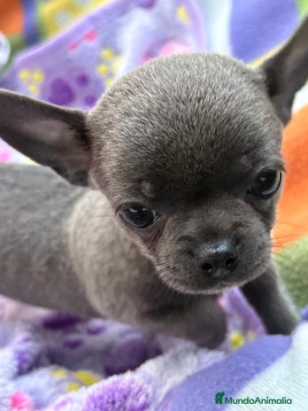 Chihuahua perros - Anuncio 7