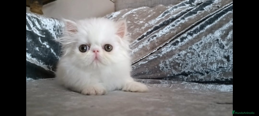 Persa gatos en venta: Gatitos Persa  - Imagen 3
