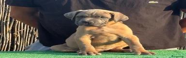 Cane Corso 1