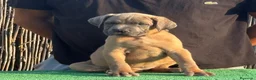 Cane Corso perros en venta: Cane corso profesionales Barcelona - Anuncio 4