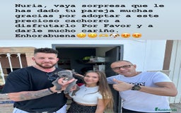 American Staffordshire-Terrier perros en venta: American Stanford, mis pequeños - Imagen 20