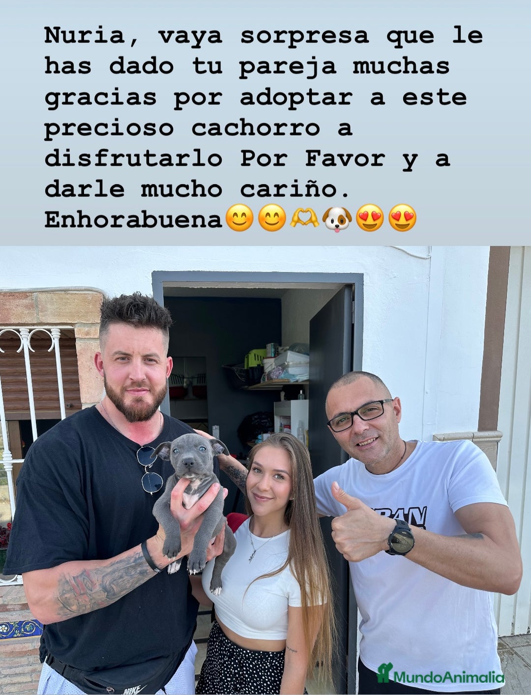 American Staffordshire-Terrier perros en venta: American Stanford, mis pequeños - Imagen 20