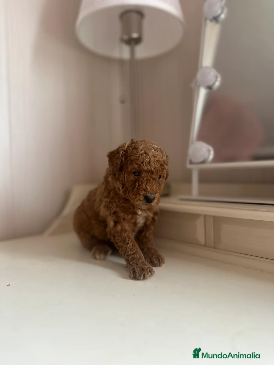 Caniche Toy perros en venta: Venta de caniche toy - Anuncio 9