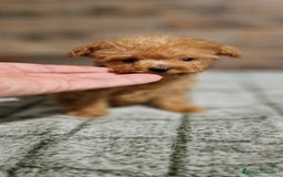 Caniche Toy perros en venta: HEMBRA CANICHE MICRO/TEA CUP - Imagen 2