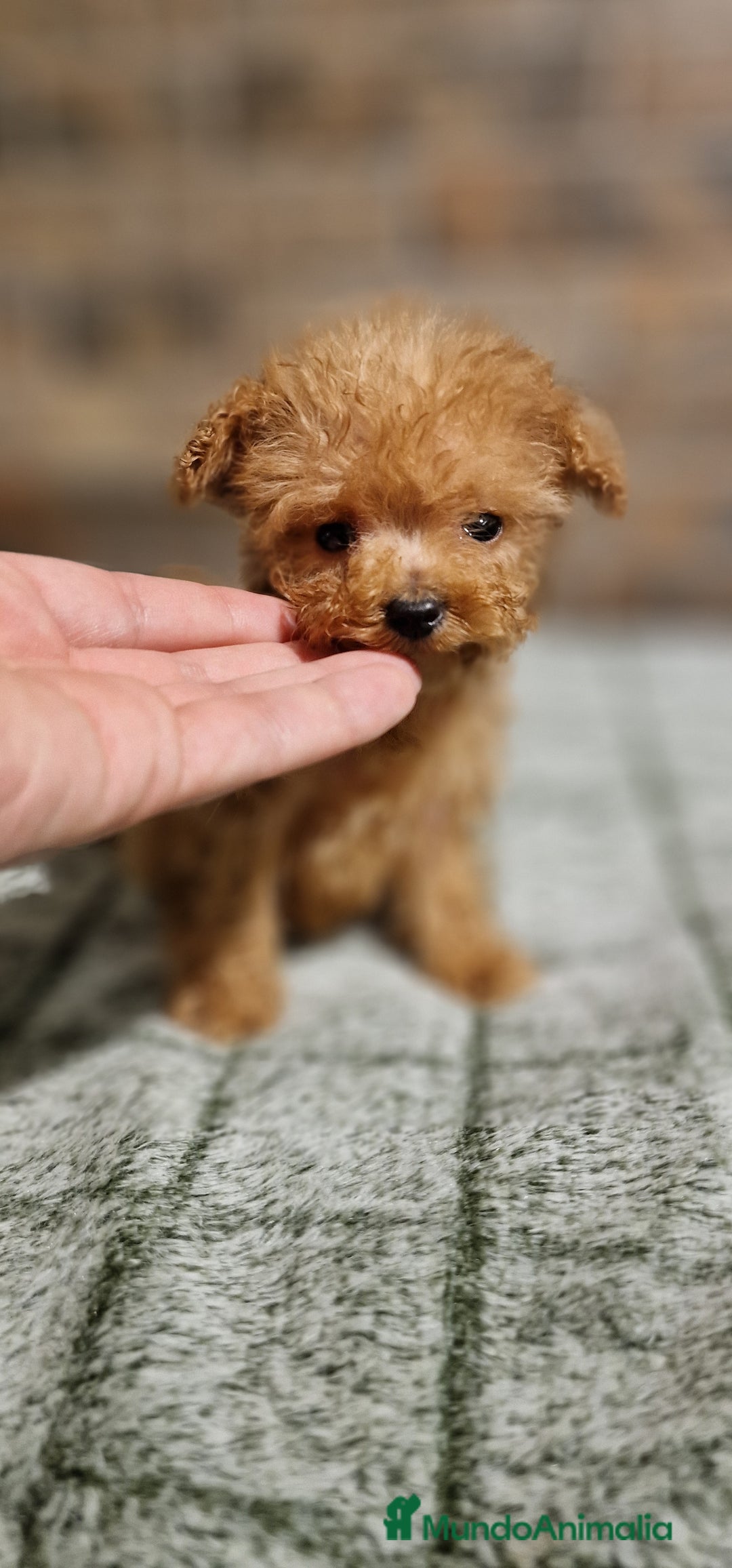 Caniche Toy perros en venta: HEMBRA CANICHE MICRO/TEA CUP - Imagen 2