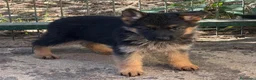 Pastor Alemán perros en venta: Cachorros pastor alemán Pedigree excelente  - Anuncio 8