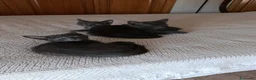 Azul Ruso gatos en venta: Azul ruso - Anuncio 2