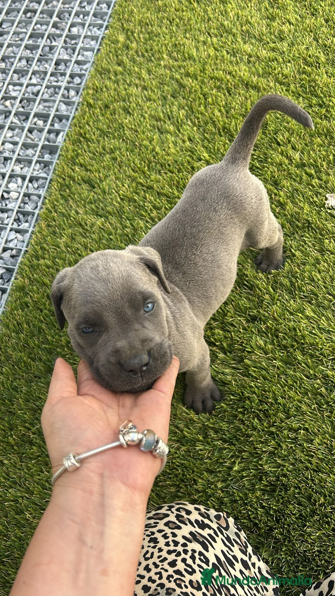 Cane Corso perros en venta: Cane corso gris - Anuncio 1