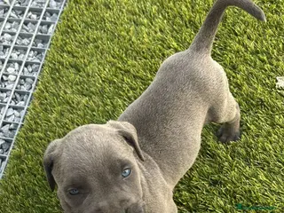 Cane Corso perros Cane corso gris - Anuncio 2