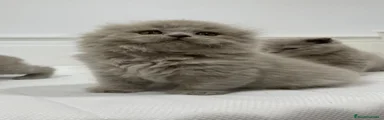 Scottish Fold 2