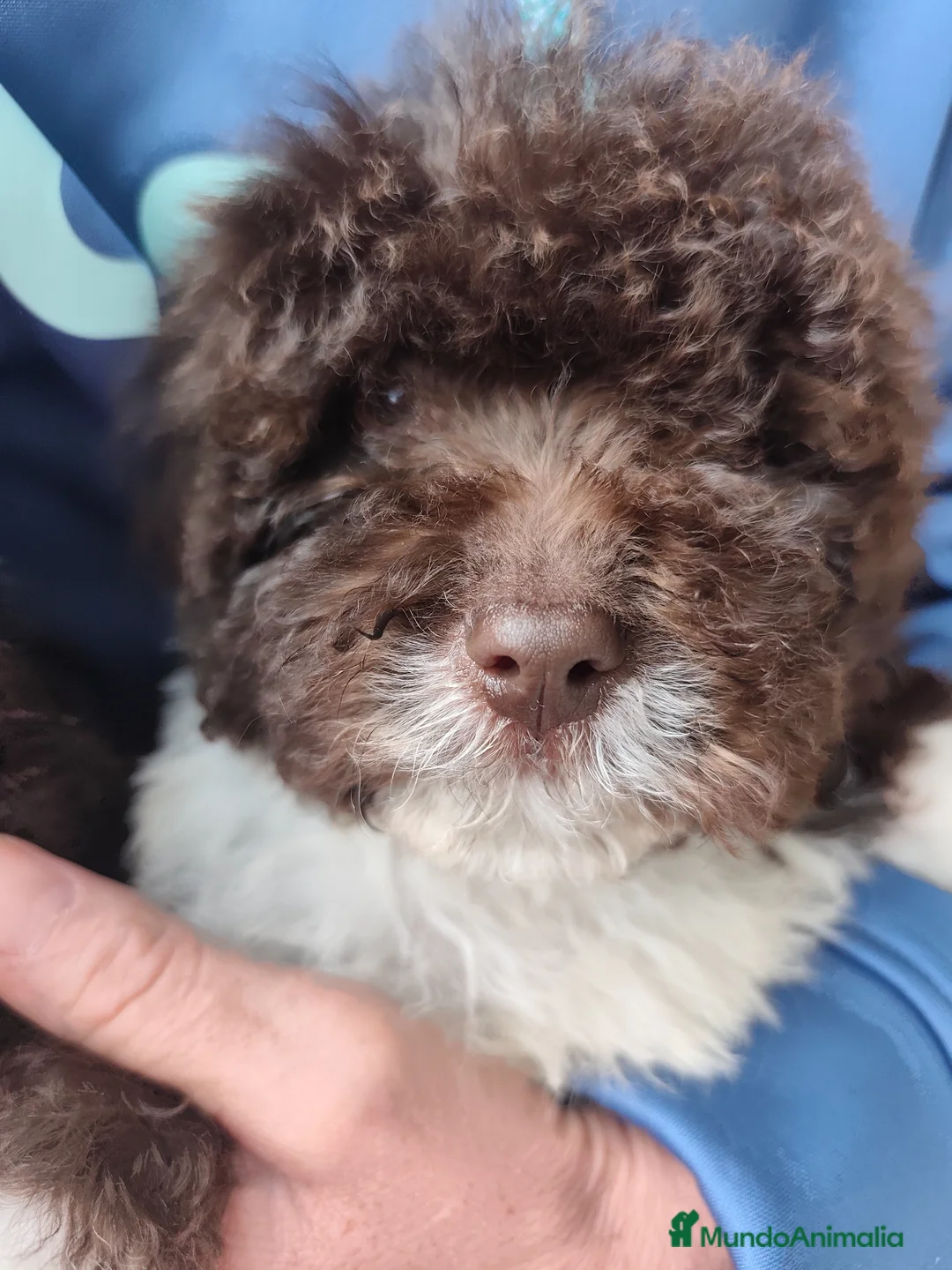 Perro de Agua Español perros en venta: Perros de agua bicolor en Álava - Anuncio 1