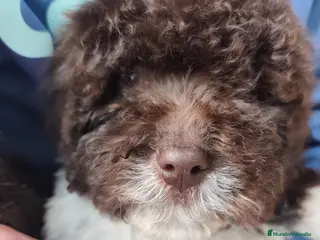 Perro de Agua Español perros Perros de agua bicolor - Anuncio 1