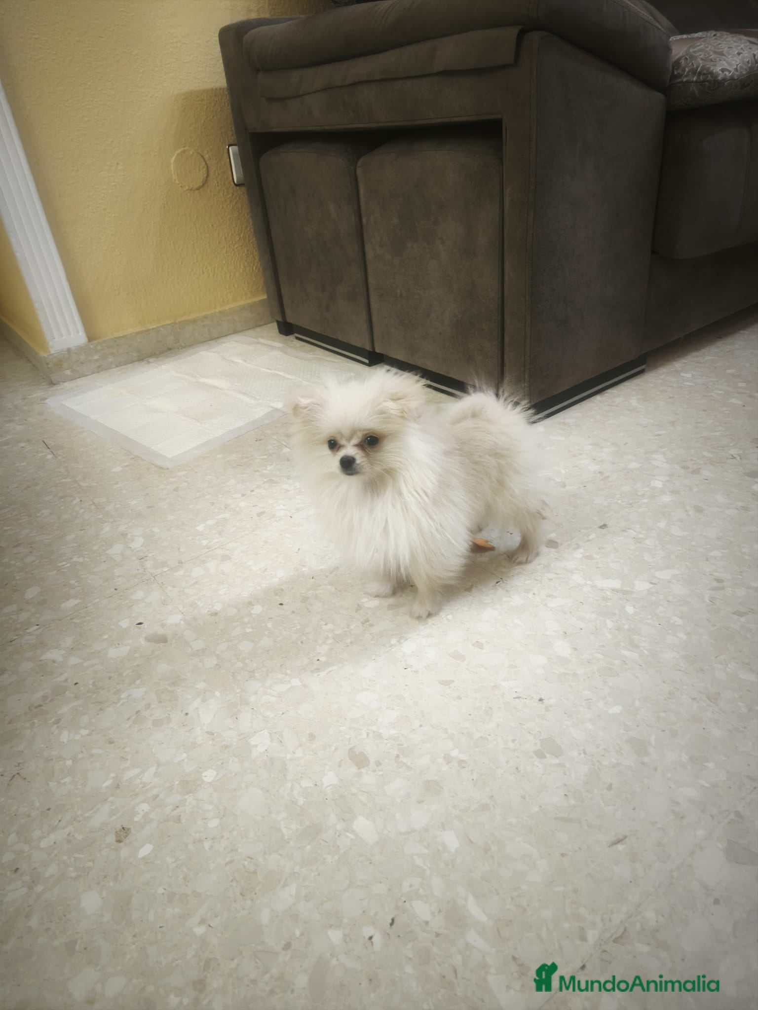 Pomerania perros en venta: Pomerania toy toy - Anuncio 3