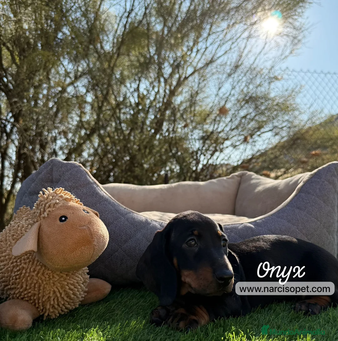 Teckel Miniatura perros en venta: TECKEL NEGRO FUEGO - Anuncio 5