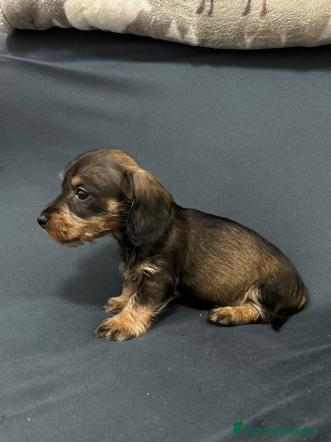 Teckel Miniatura perros en venta: Teckel mini pelo duro  - Anuncio 6