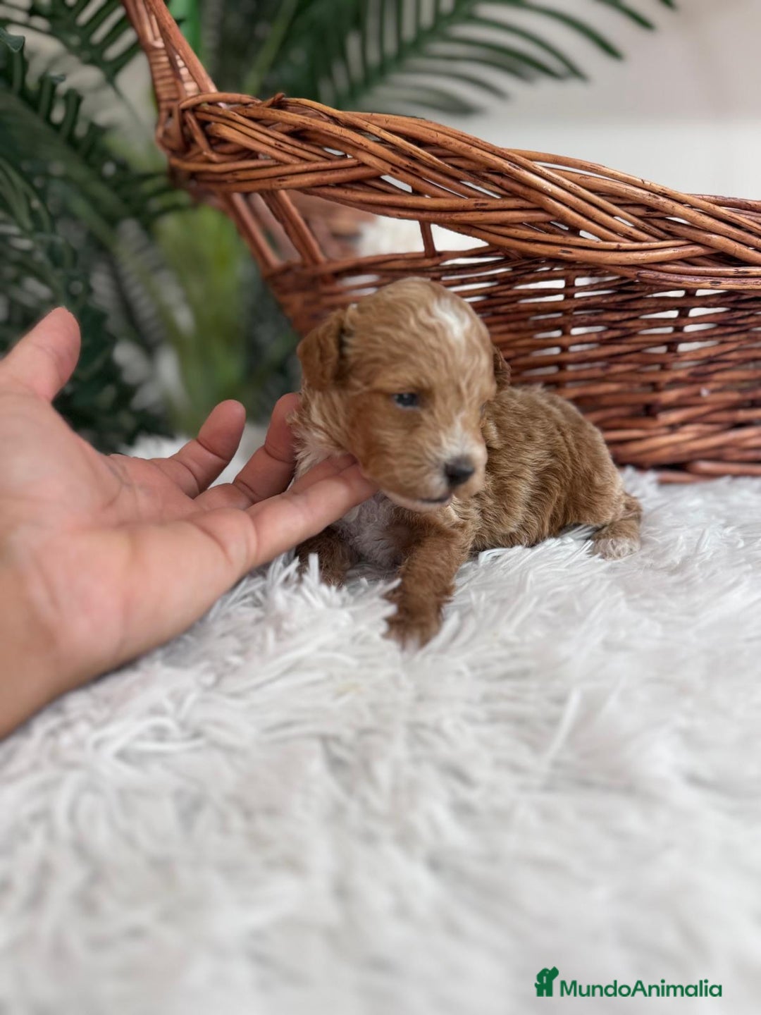 Caniche Toy perros en venta: CANICHE TOY MACHOS - Imagen 8