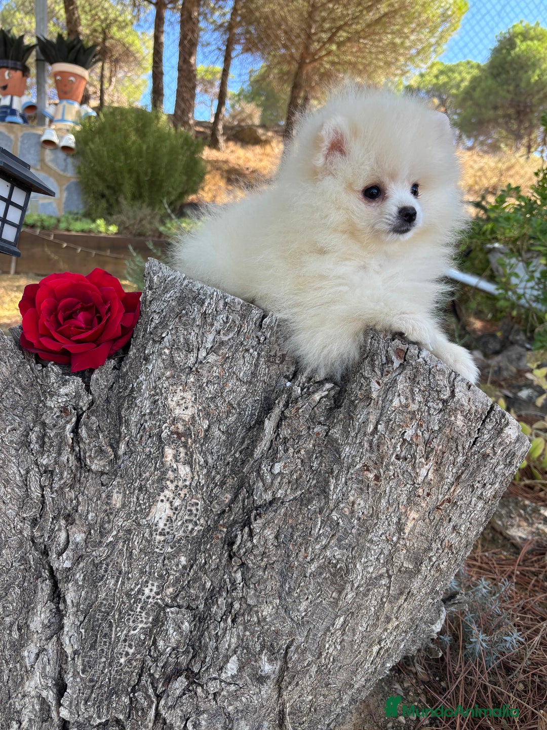 Pomerania perros en venta: Pomerania Hembra fotos actuales  - Imagen 5
