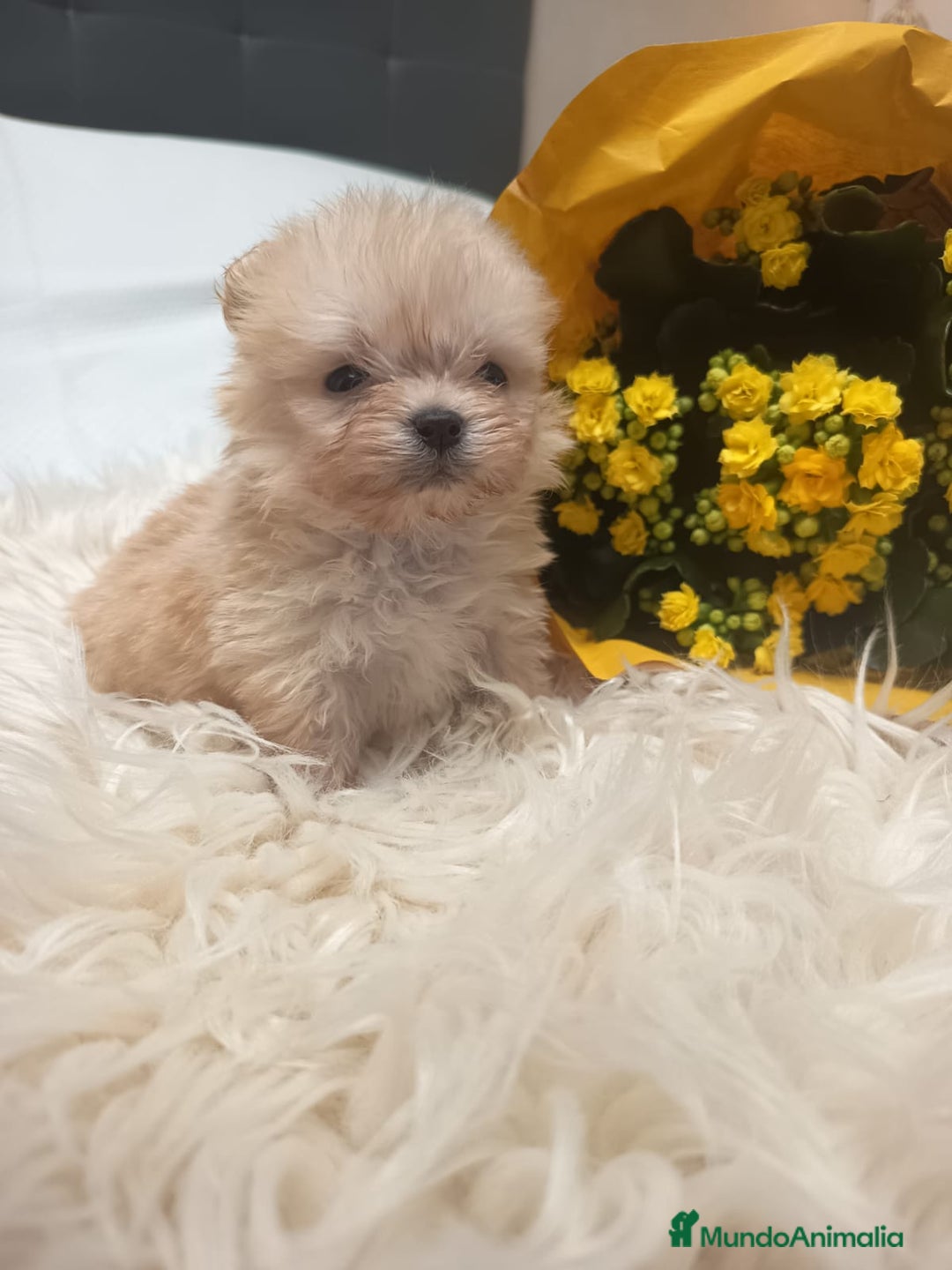 Pekinés perros en venta: Pekinés Imperial  - Anuncio 3