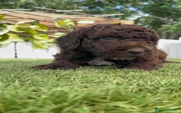 Perro de Agua Español perros en venta: PERRO DE AGUA ESPAÑOL MACHO CHOCOLATE - Imagen 11