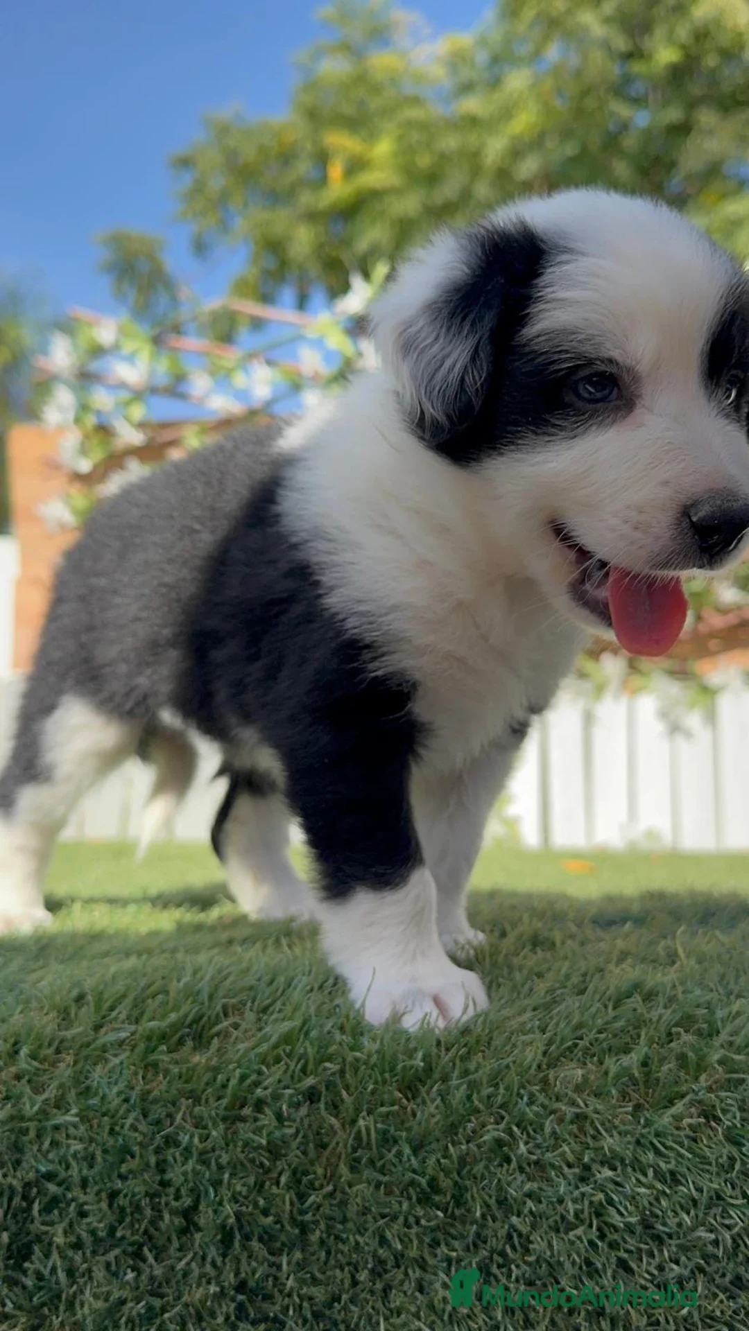Border Collie perros en venta: BORDER COLLIE HEMBRA - Anuncio 12