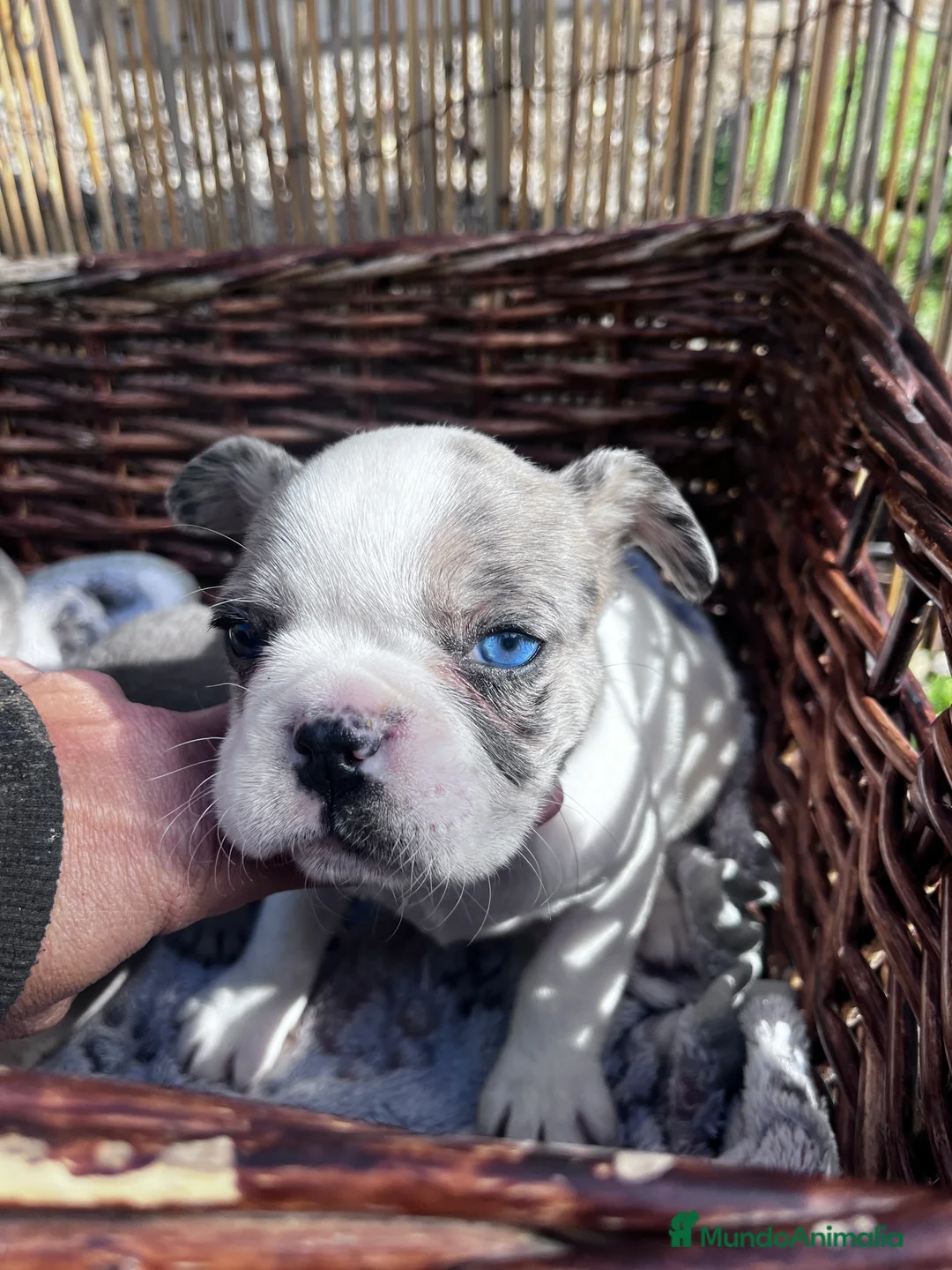 Bulldog Francés perros en venta: “No todos los bulldog francés MERLE son iguales - Anuncio 5