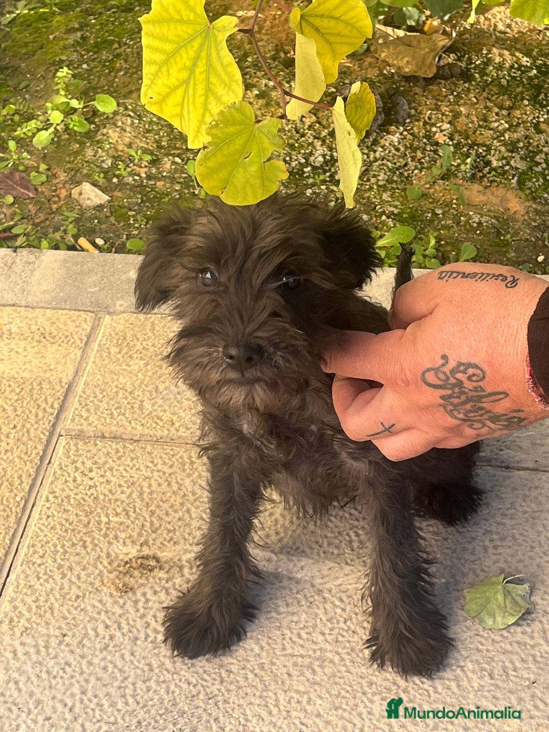 Schnauzer Miniatura perros en venta: Schnuzer min - Anuncio 2