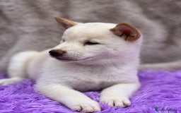 Shiba Inu perros en venta: Shiba inu blanco - Imagen 2