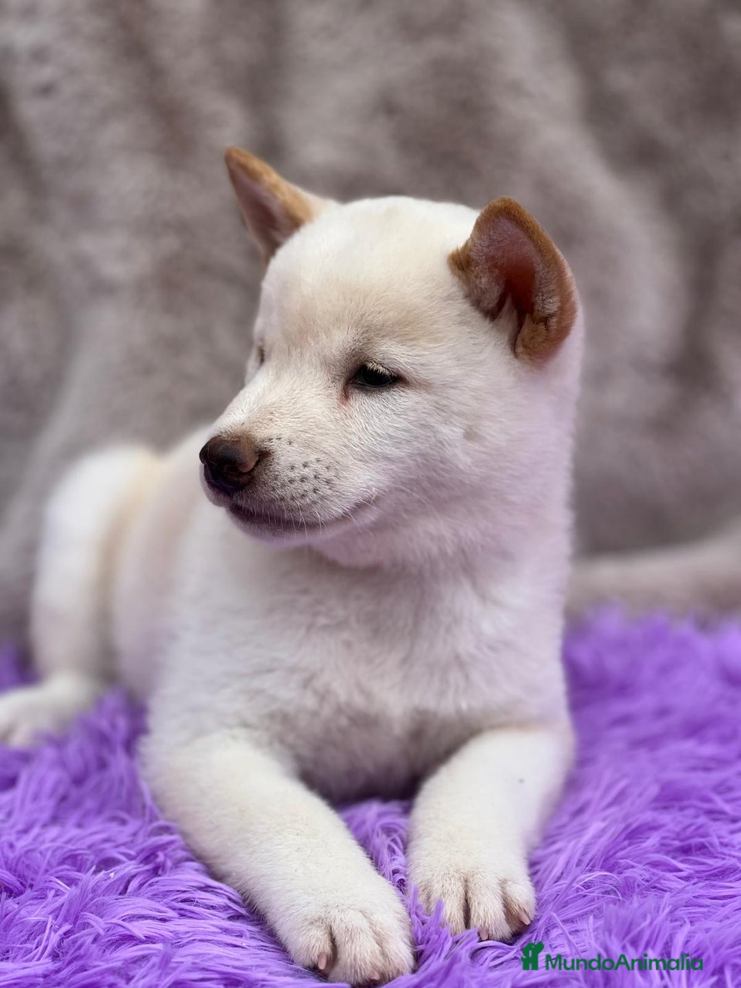 Shiba Inu perros en venta: Shiba inu blanco - Imagen 2