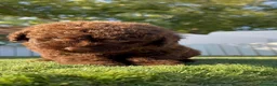 Perro de Agua Español perros en venta: PERRO DE AGUA ESPAÑOL-HEMBRA - Anuncio 3