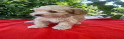 Maltipoo perros en venta: PRECIOSO MALTIPOO  - Anuncio 2