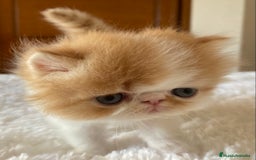 Persa gatos en venta: Dos gatas y un gato con pedigree exclusivo - Imagen 5