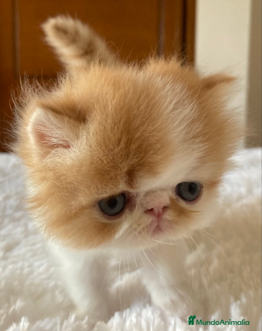 Persa gatos en venta: Dos gatas y un gato con pedigree exclusivo - Imagen 5