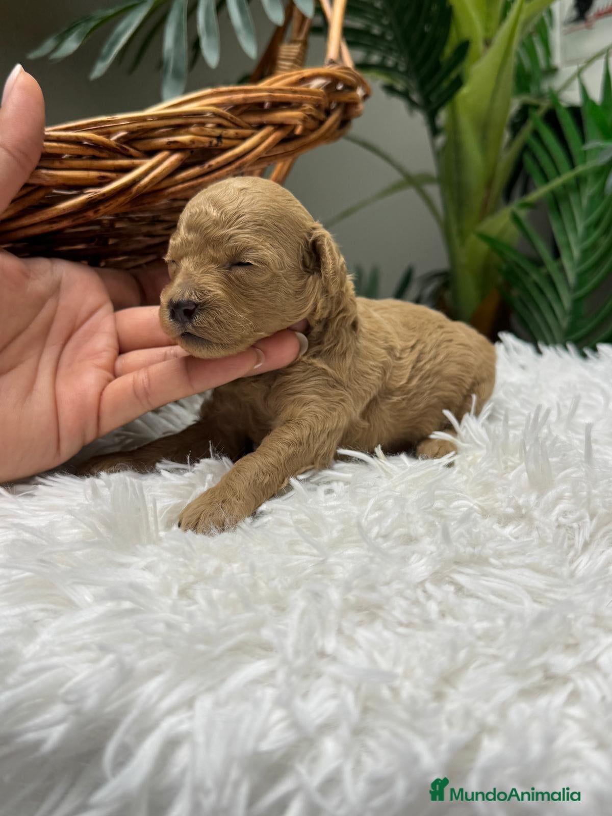 Caniche Toy perros en venta: CANICHE HEMBRA - Anuncio 8